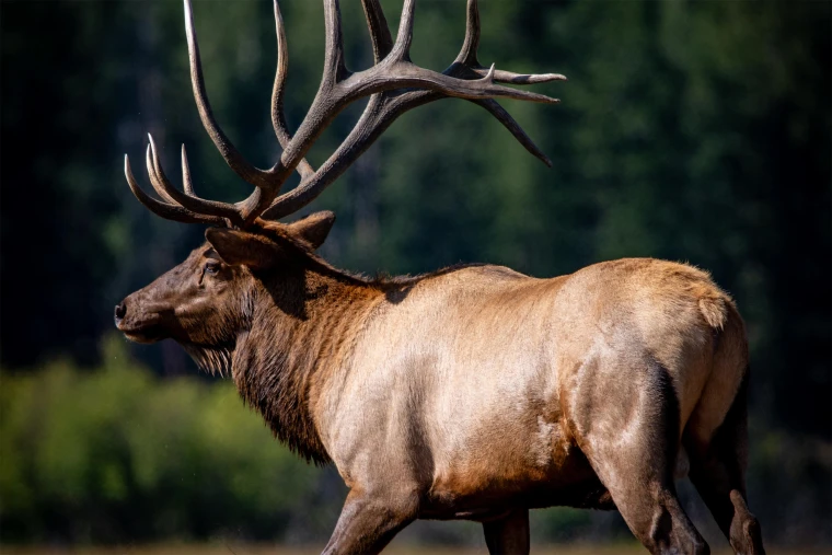 Guided Archery Elk Hunts in Montana