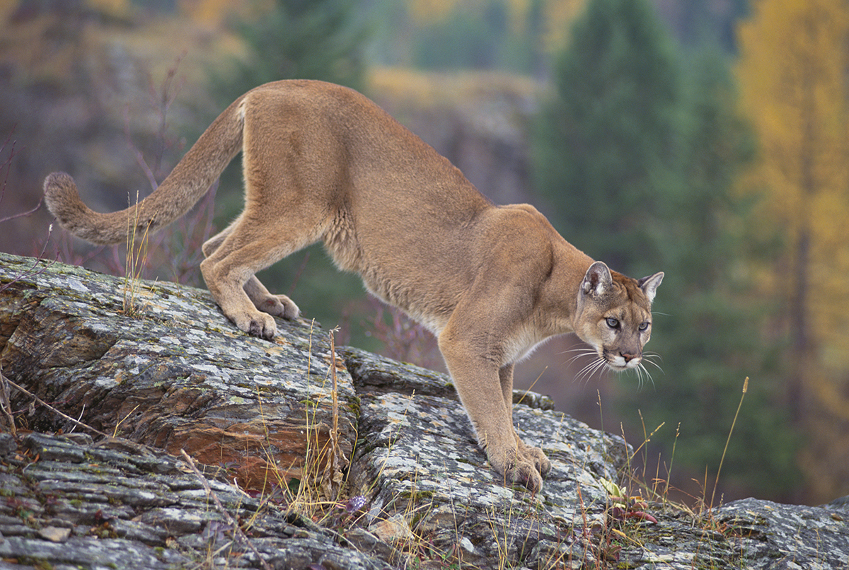 Montana Mountain Lion Hunts |